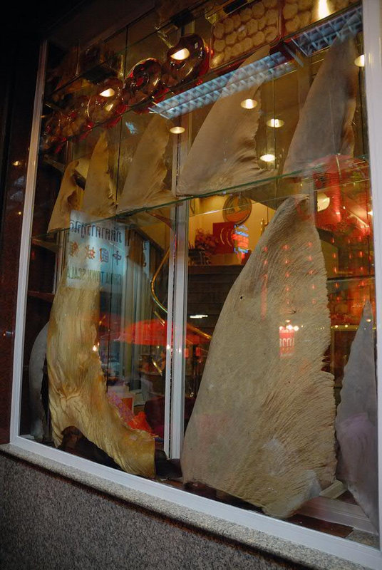 Shark fins should not be offered in Chinese restaurants !!!