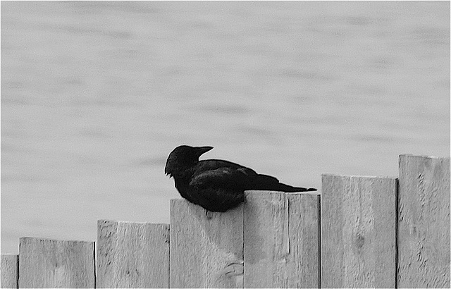 Lazy crow