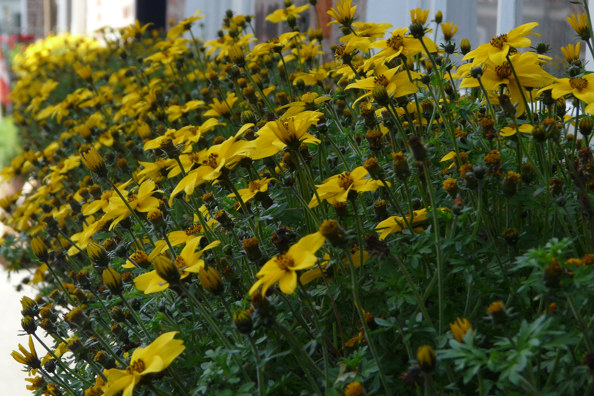 Blumen für die Damen