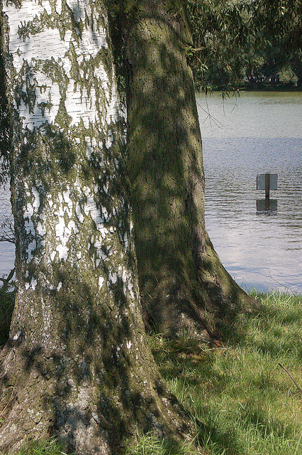 arbotrunkoj ĉe lago