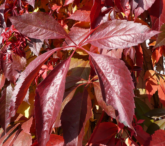 Herbst - aŭtuno - automne -