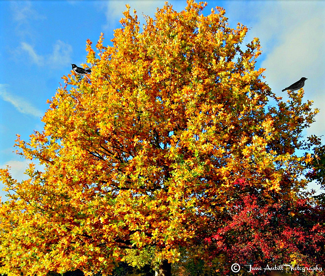 Shades of autumn