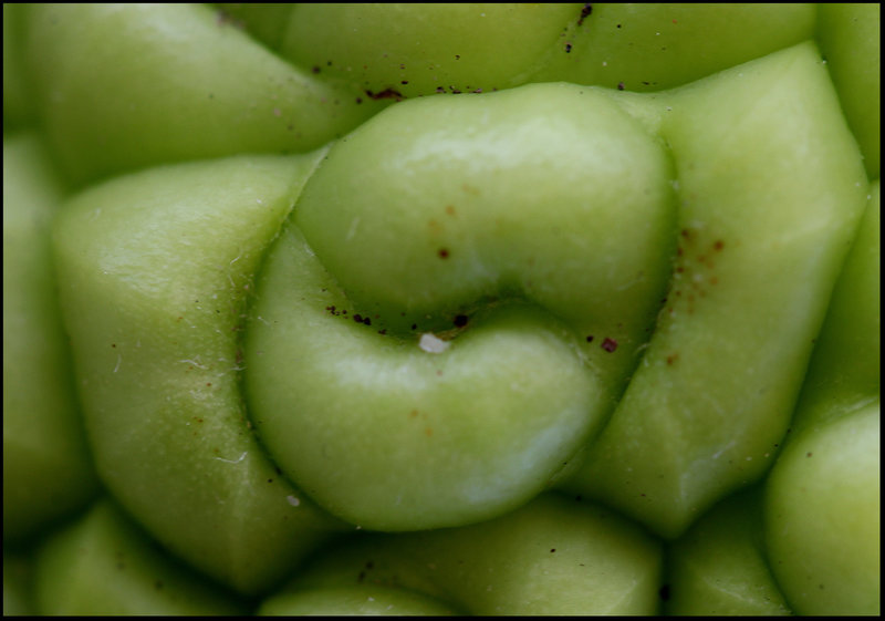 Maclura pomifera -O. des Osages