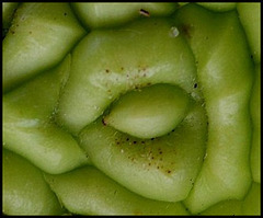 Maclura pomifera -O. des Osages