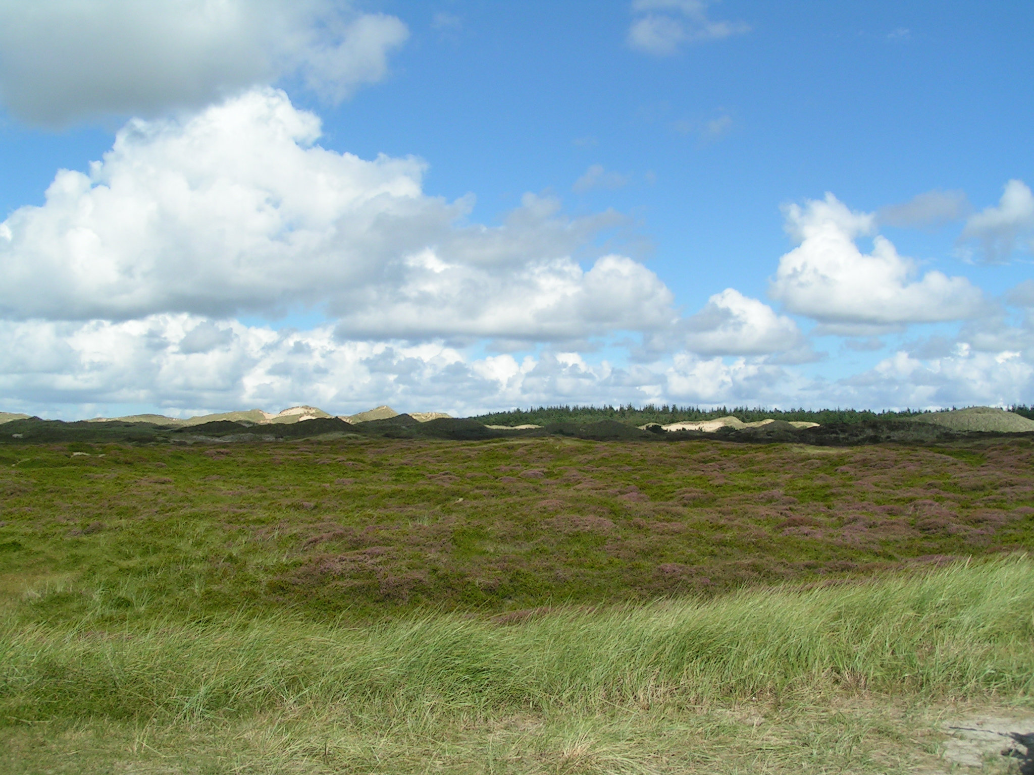 Heide