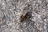 20100924 8410Aw [D~NVP] Gewöhnliche Strauchschrecke (Pholidoptera griseoaptera), Darßer Ort, Prerow