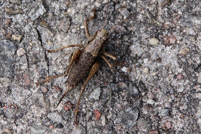 20100924 8409Aw [D~NVP] Gewöhnliche Strauchschrecke (Pholidoptera griseoaptera), Darßer Ort, Prerow