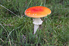 20100924 8408Aw [D~NVP] Roter Fliegenpilz (Amanita muscaria), Darßer Ort