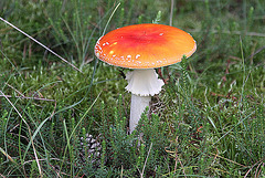 20100924 8408Aw [D~NVP] Roter Fliegenpilz (Amanita muscaria), Darßer Ort