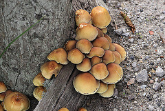 20100924 8388Aw [D~NVP] Glimmertintling (Coprinellus micaceus), Darßer Ort