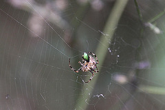 20100924 8385Aw [D~NVP] Gartenkreuzspinne, Darßer Ort