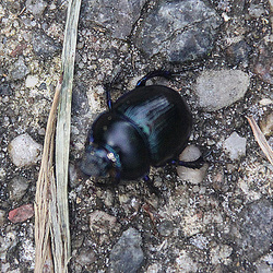 20100924 8381Aw [D~NVP] Waldmistkäfer (Anoplotrupes stercorosus), Darßer Ort
