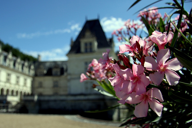 Laurier à Villandry