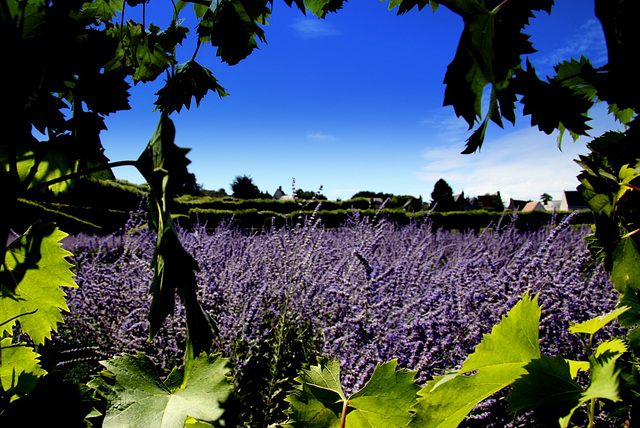 Lavande et vigne