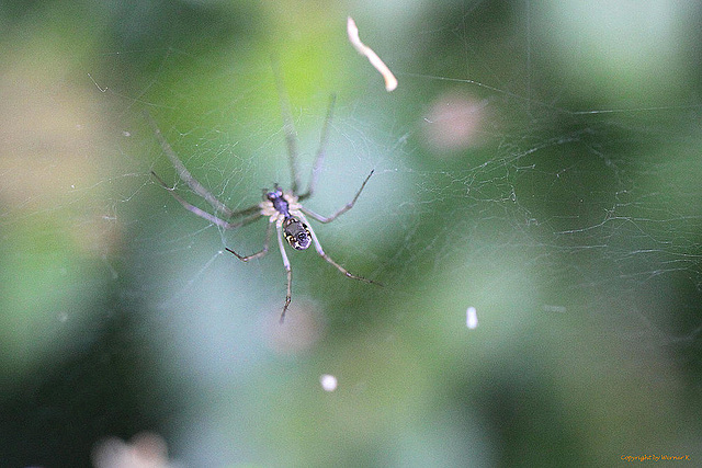 20100906 8012Mw [D~LIP] Spinne, Bauchseite, Bad Sazuflen