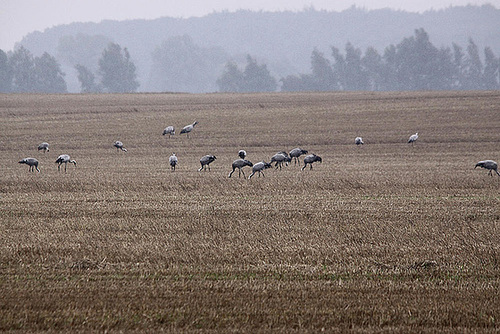 20100920 8210Tw [D~NVP] Kranich (Grus grus), Groß Mohrdorf