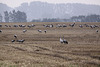 20100920 8212Tw [D~NVP] Kranich (Grus grus), Groß Mohrdorf