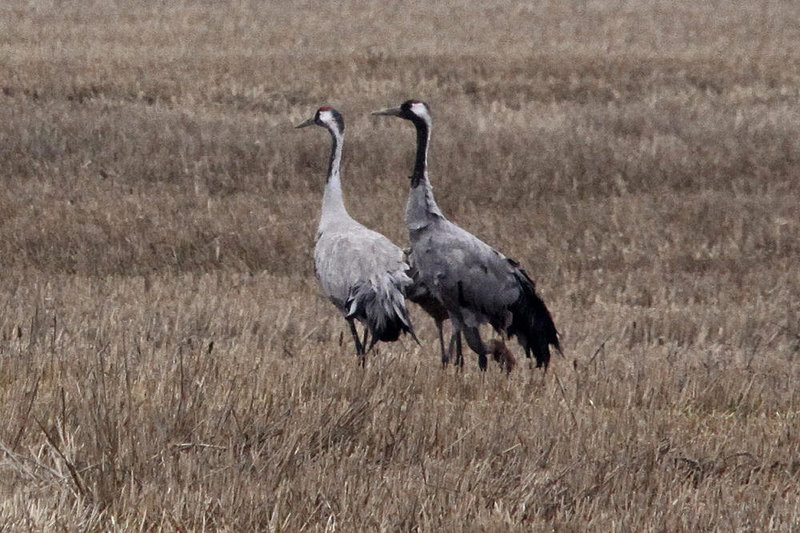 20100920 8212Tw [D~NVP] Kranich (Grus grus), Groß Mohrdorf