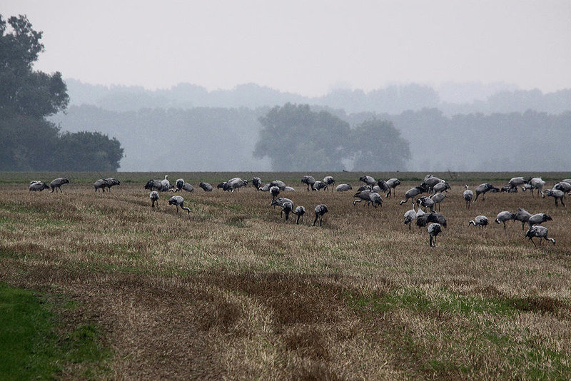 20100920 8214Tw [D~NVP] Kranich (Grus grus), Groß Mohrdorf