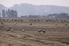 20100920 8215Tw [D~NVP] Kranich (Grus grus), Groß Mohrdorf