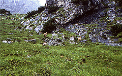 BGL 0172 60w Untersberg, Gämse