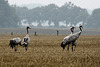 20100920 8216Tw [D~NVP] Kranich (Grus grus), Groß Mohrdorf