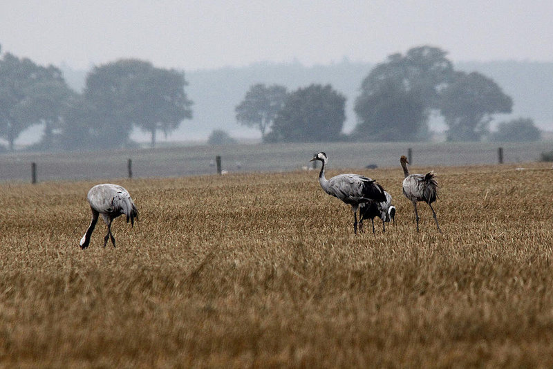 20100920 8219Tw [D~NVP] Kranich (Grus grus), Groß Mohrdorf