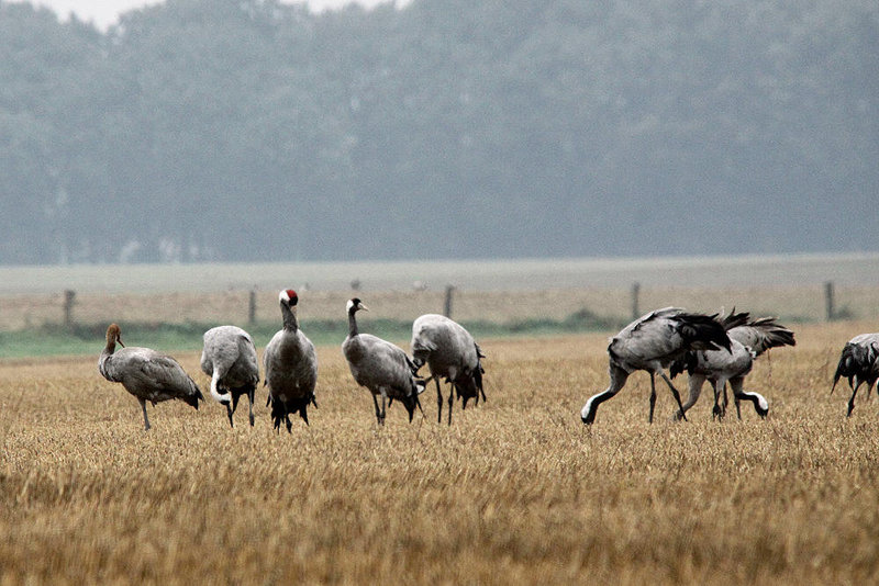 20100920 8220Tw [D~NVP] Kranich (Grus grus), Groß Mohrdorf