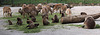 20100902 7796Aw [D~ST] Blutbrustpavian (Theropithecus gelada), [Dschelada], Mähnenspringer, Zoo Rheine