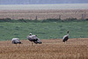 20100920 8221Tw [D~NVP] Kranich (Grus grus), Groß Mohrdorf