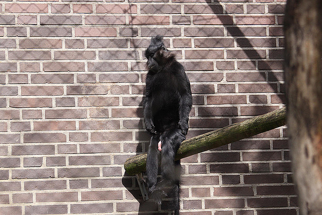 20100902 7802Aw [D~ST] Schwarzmakak (Macaca nigra), Zoo Rheine