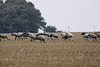 20100920 8224Tw [D~NVP] Kranich (Grus grus), Groß Mohrdorf