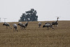 20100920 8227Tw [D~NVP] Kranich (Grus grus), Groß Mohrdorf