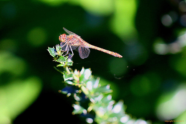 20100906 8014Mw [D~LIP] Große Heidelibelle, Bad Saluflen