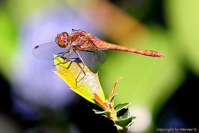 20100906 8015Mw [D~LIP] Große Heidelibelle, Bad Saluflen