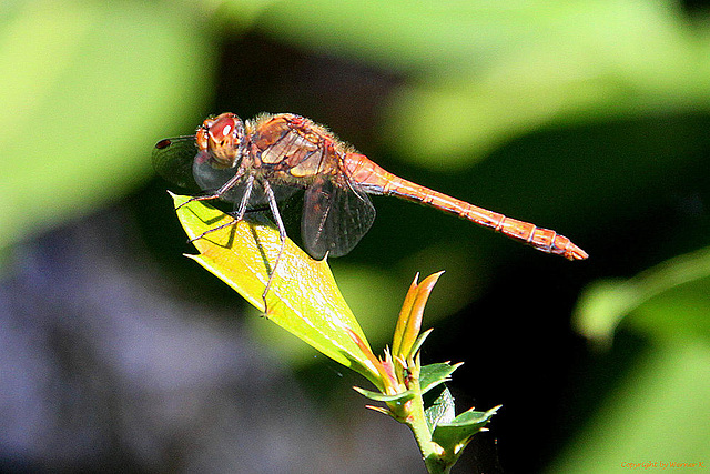 20100906 8025Aw [D~LIP] Große Heidelibelle, Bad Saluflen