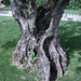 A-dos-Ruivos, olive tree (6)