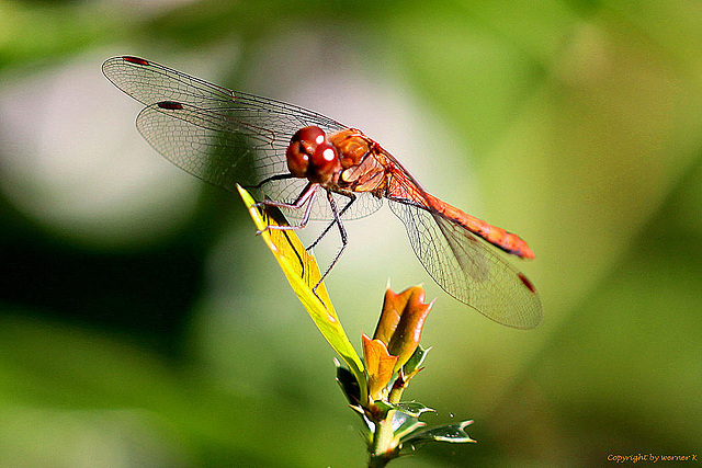 20100906 8018Mw [D~LIP] Späte Adonislibelle ???, Bad Saluflen