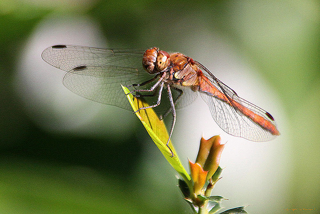 20100906 8031Aw [D~LIP] Große Heidelibelle, Bad Saluflen