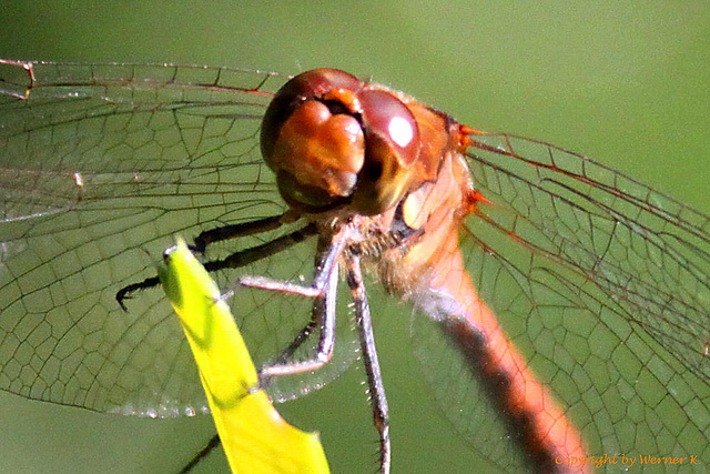 20100906 8038Aw [D~LIP] Große Heidelibelle, Bad Saluflen