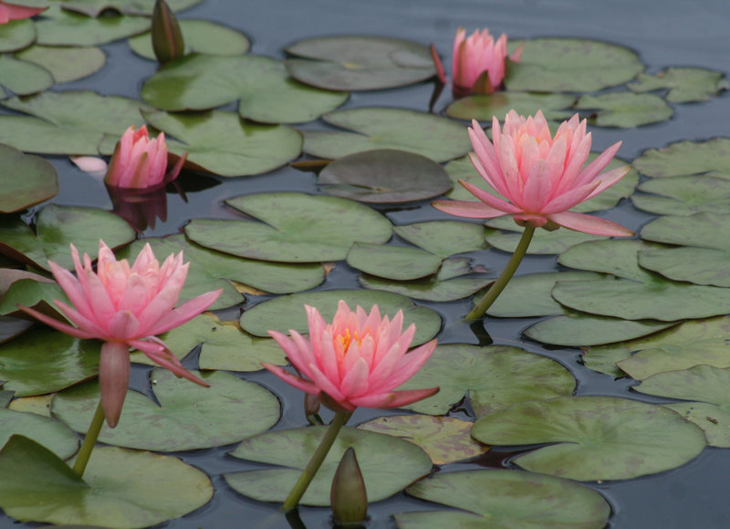 Water Lilies