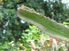 Cactus... bokeh