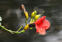 20100902 7797Aw [D~ST] Jasmintrompete, Zoo Rheine