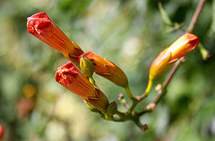 20100902 7800Aw [D~ST] Jasmintrompete, Zoo Rheine