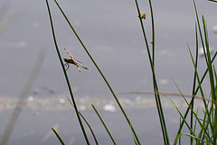 20100701 6220Mw [D~MI] Segellibelle: Vierfleck, Großes Torfmoor, Hille