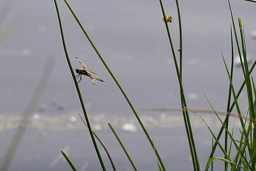 20100701 6220Mw [D~MI] Segellibelle: Vierfleck, Großes Torfmoor, Hille