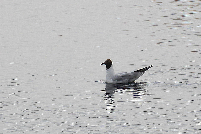 20100701 6232Aw [D~MI] Lachmöwe (Chroicocephalus ridibundus), Großes Torfmoor, Hille