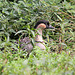 20100902 7805Tw [D~ST] Hawaii-Gans (Branta sandvicensis), Zoo Rheine