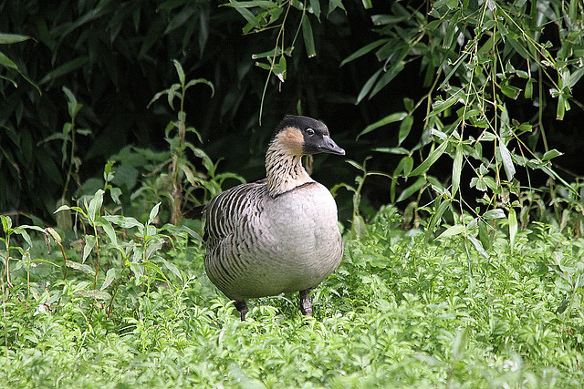 20100902 7806Tw [D~ST] Hawaii-Gans (Branta sandvicensis), Zoo Rheine