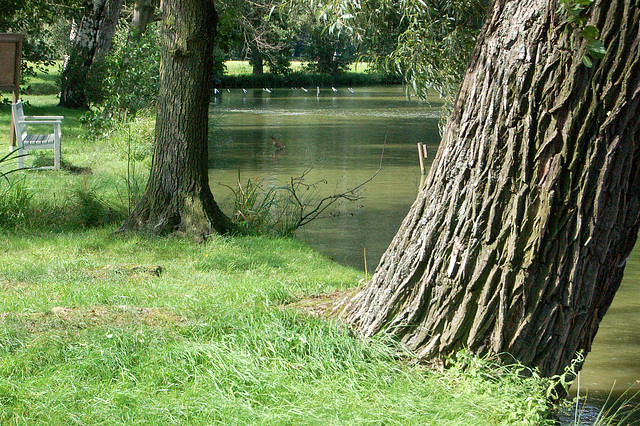 arbotrunkoj kaj lago